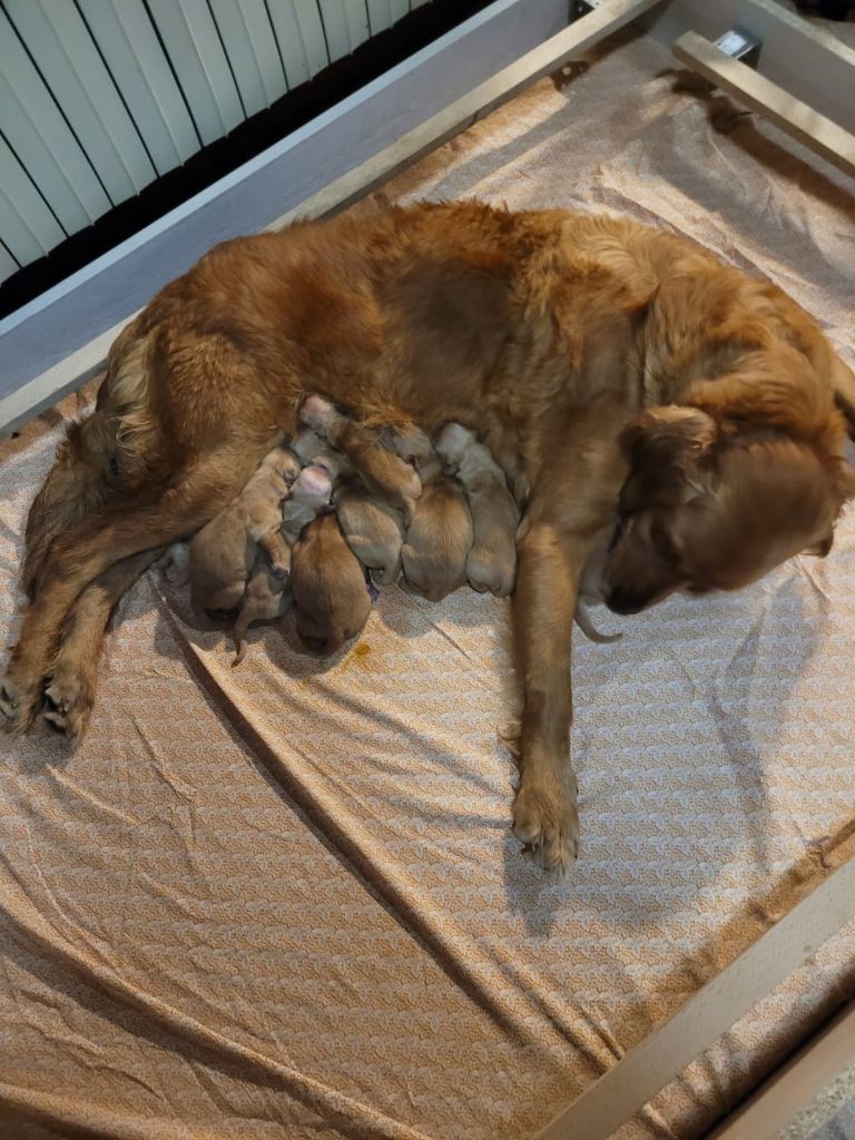 chiot Golden Retriever du rau d'esch