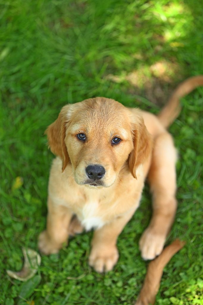 du rau d'esch - Chiot disponible  - Golden Retriever