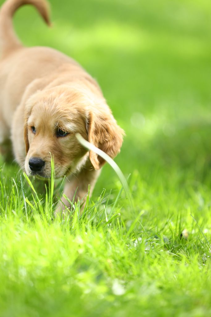 du rau d'esch - Chiot disponible  - Golden Retriever