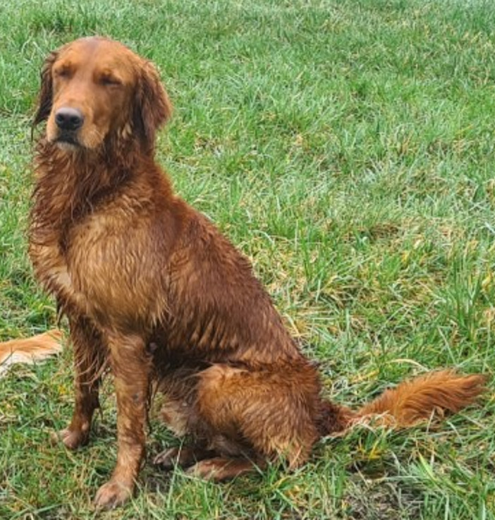 TOOTSIE du rau d'esch