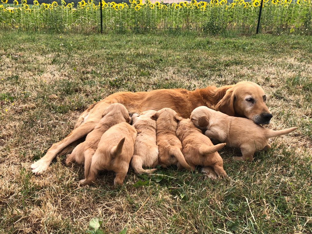 du rau d'esch - Golden Retriever - Portée née le 14/06/2023