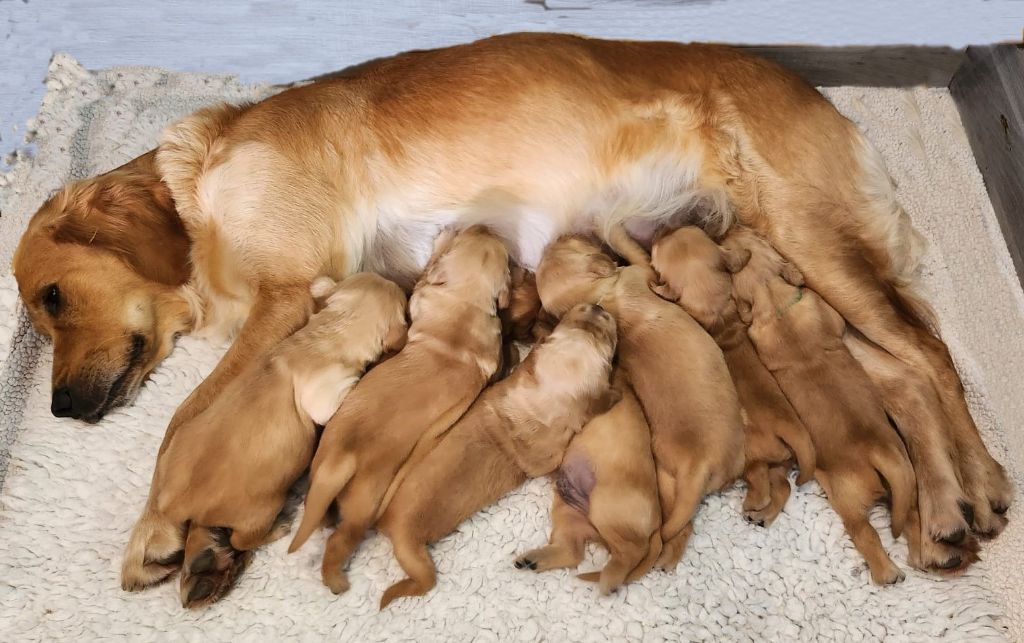 Chiot Golden Retriever du rau d'esch